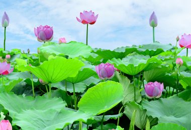 Vietnam Lotus