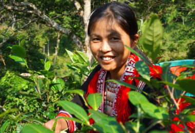 Suoi Giang Tea People Yen Bai