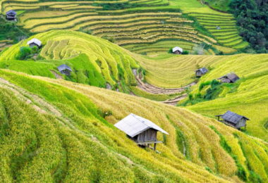 Sapa Rice Terraces