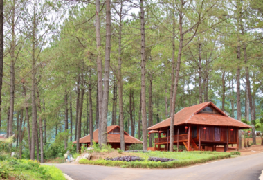 Ban Ang pine forest in Dong Sang commune, Moc Chau Town