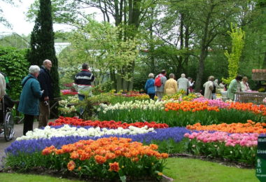 Flower Festival in Dalat